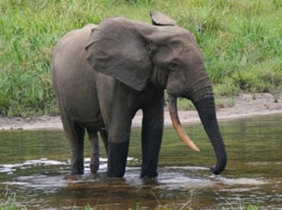 Африканские лесные слоны оказались на грани исчезновения - новости экологии на ECOportal