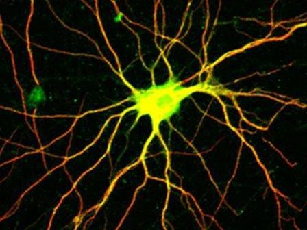 Биоразлагаемые микрокапсулы доставят фактор роста нервов для регенерации нейронов
