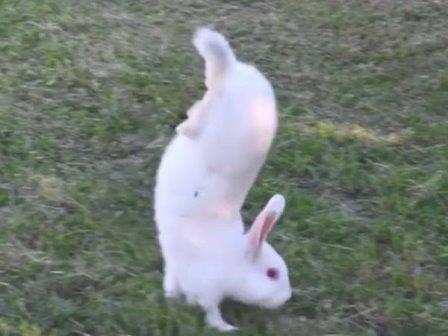 Ходящие на передних лапах кролики подсказали ген, позволяющий прыгать
