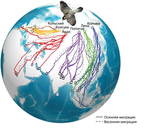 Как влияет изменение климата на миграционные пути и места гнездовий соколов-сапсанов