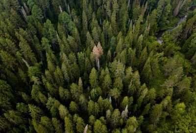Леса в нескольких заказниках Томской области защитят от вырубок - новости экологии на ECOportal