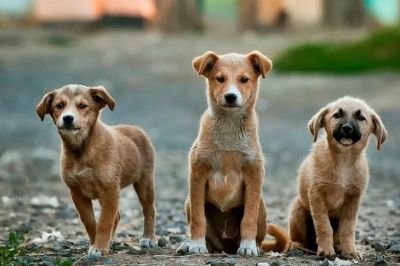 Могут ли потеть собаки - новости экологии на ECOportal