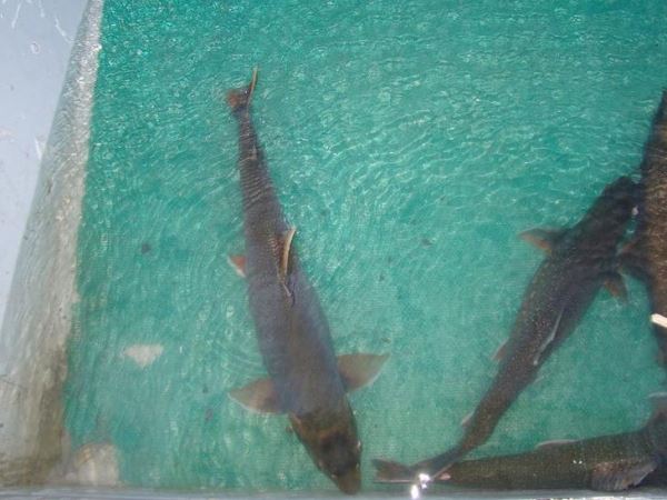 На норильском рыбозаводе вылупились личинки боганидского гольца