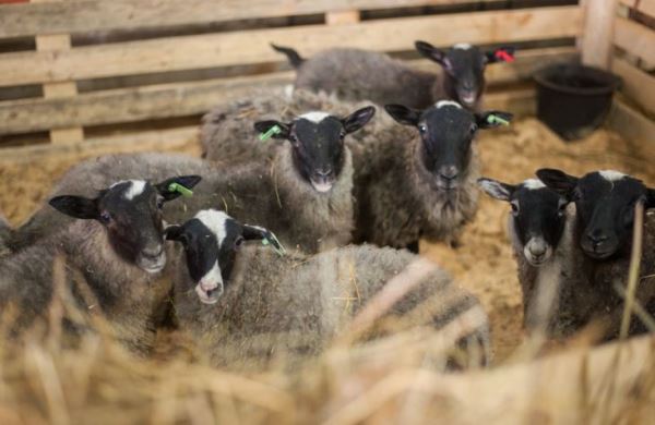 На разведение овец романовской породы хозяйство в Ивановской области получило инвесткредит 62 млн рублей