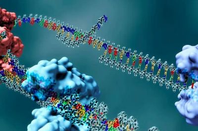 Найден организм, у которого нет белков для репликации ДНК - новости экологии на ECOportal