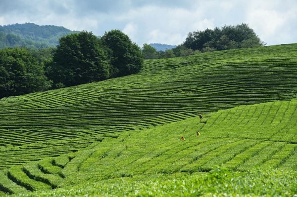 На Кубани в 2021 году собираются увеличить урожай чая на 40%
