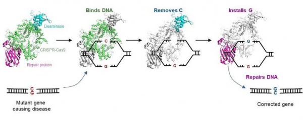Новый редактор генома исправляет однонуклеотидные мутации
