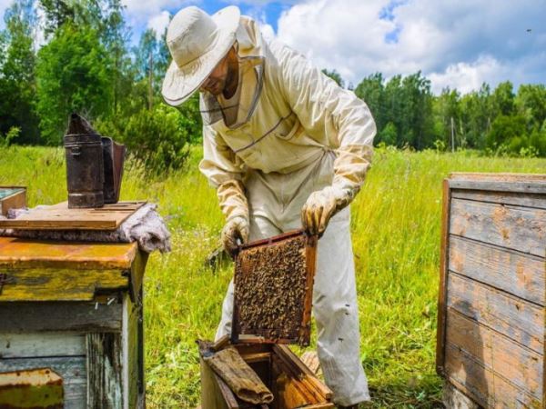 Новый закон о пчеловодстве