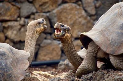 Почему черепахи могут жить по 100 и даже 200 лет - новости экологии на ECOportal
