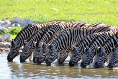 Почему полоски зебр бесполезны для маскировки - новости экологии на ECOportal