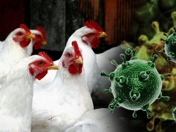 Птичий грипп: как уберечь крылатых питомцев