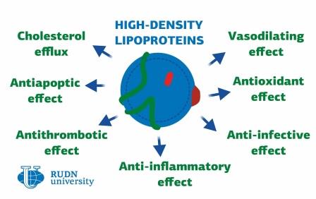 Роль липопротеинов в развитии сердечно-сосудистых заболеваний