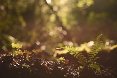 Рост выбросов углекислого газа снизит запасы органического вещества в лесных почвах - новости экологии на ECOportal