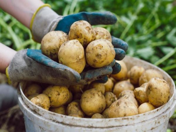 Секреты огородника: как вырастить богатый урожай картофеля