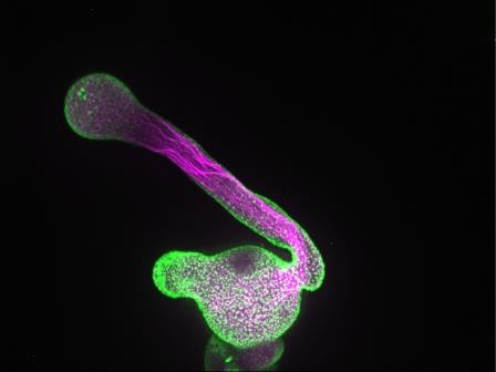 Строительные блоки мембраны влияют на рост клеток