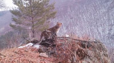 В Приморье семья леопардов попала на видео / Видео - новости экологии на ECOportal