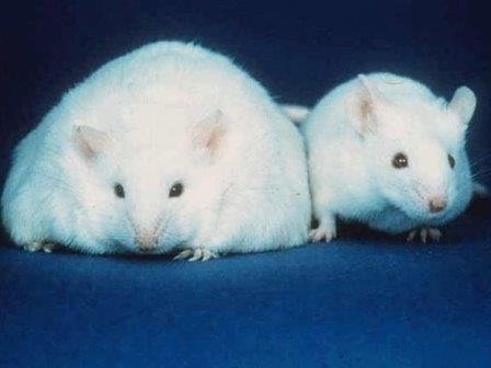 Временное отключение одного гена избавило мышей от сильной боли