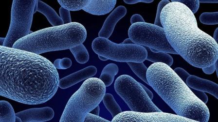Биологи описали первую бактерию на Земле