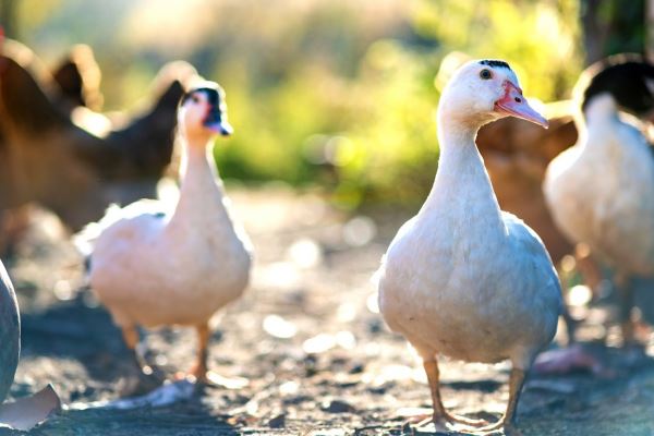 Чехия предлагает выплачивать компенсации фермерам, уничтожившим поголовье из-за птичьего гриппа