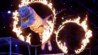 Депутат Госдумы призвал ввести ограничения по содержанию животных в цирках - новости экологии на ECOportal