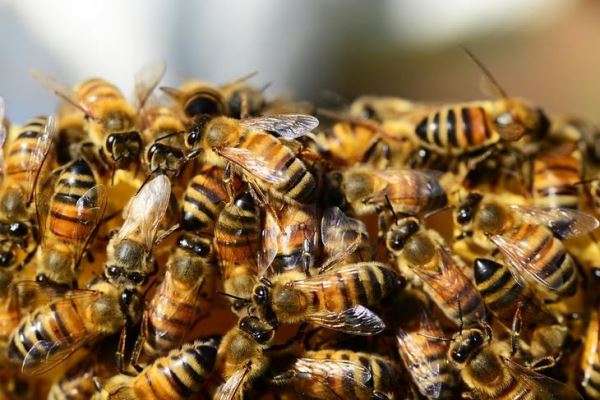 Аграриев обязали сообщать пчеловодам об обработке полей в том числе и через СМИ