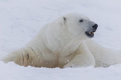 В нацпарке «Русская Арктика» начались масштабные работы по изучению белого медведя - новости экологии на ECOportal